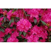 Landmark Rhododendron